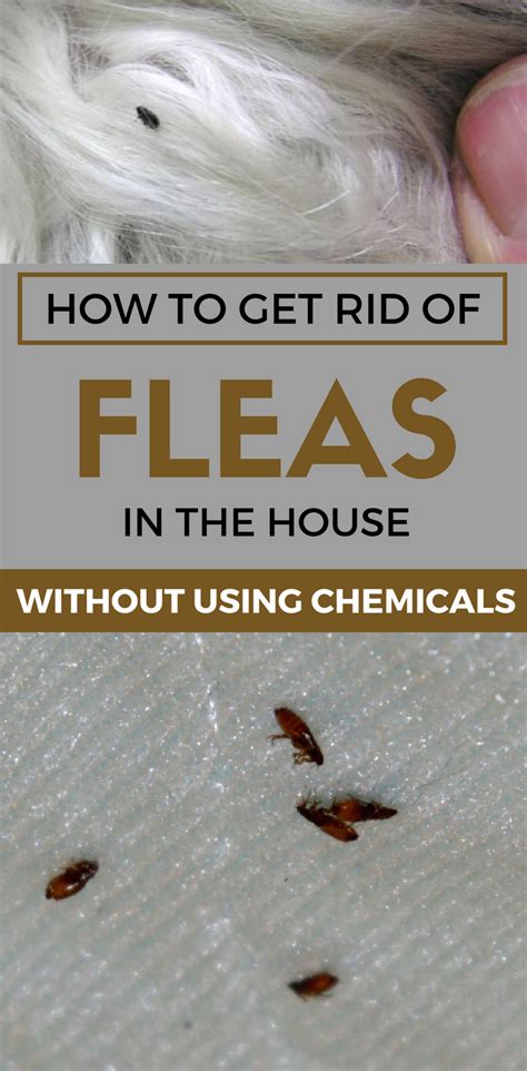 Flea treatment options