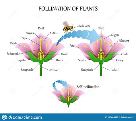 Description of flower pollination