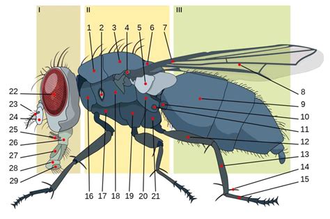 Fly Anatomy