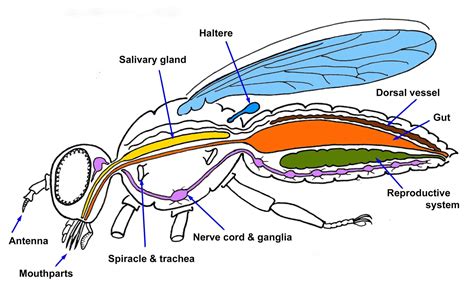 Fly Anatomy