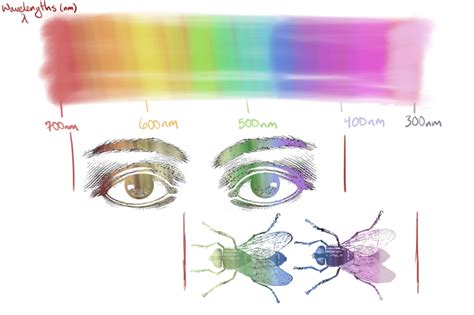 Description of Fly Color Vision