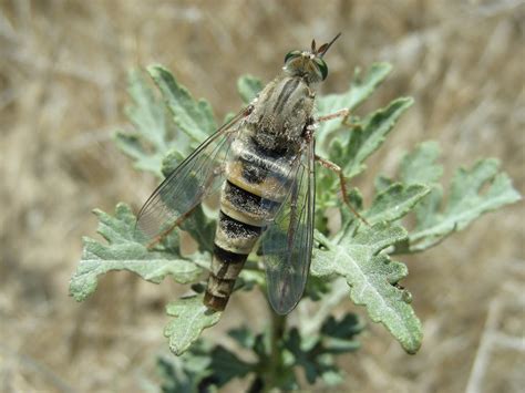 Description of Fly Conservation