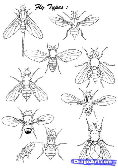 Fly Drawing Reference