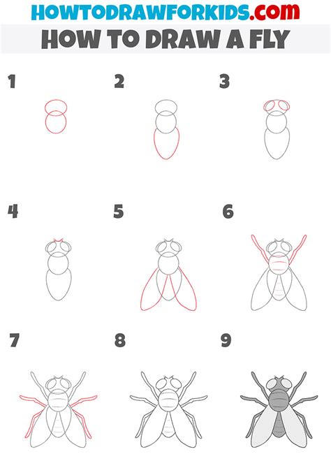 Fly Drawing Steps