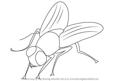 Fly Drawing Tips