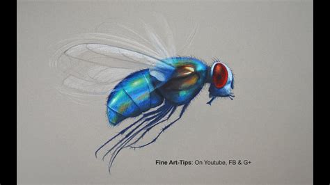 Fly Drawing with Colored Pencils