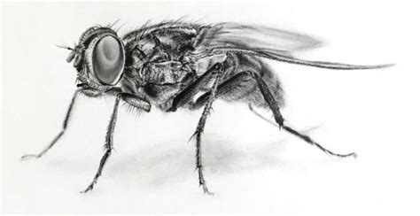 Fly Drawing with Pencils