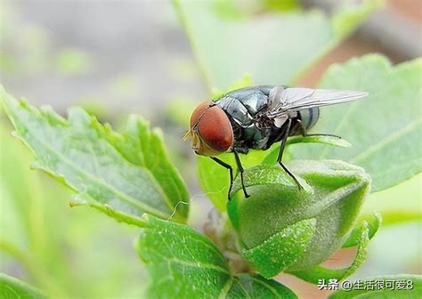 Description of Fly Ecology