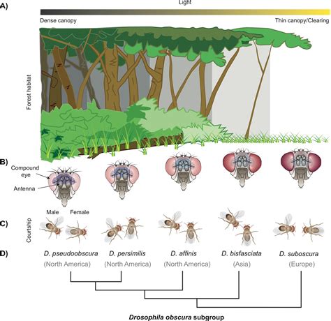 Description of Fly Evolution