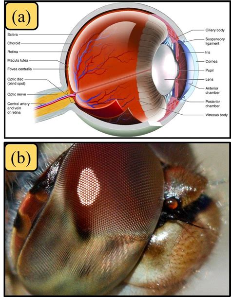 Description of Fly Eye Structure