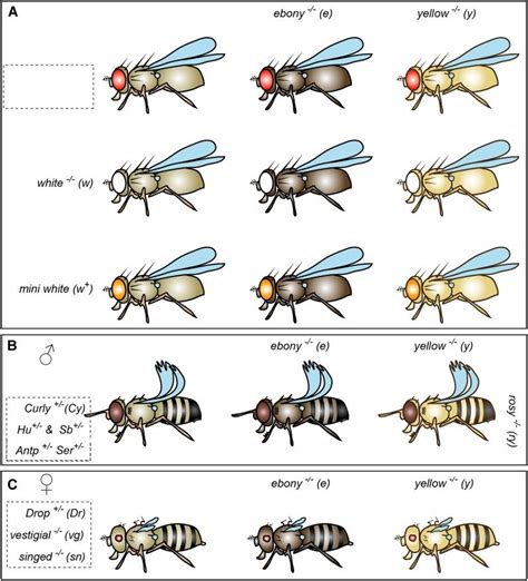 Description of Fly Genetics