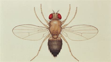 Description of Fly Research