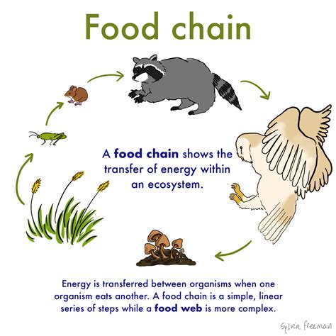 Introduction to Food Chains