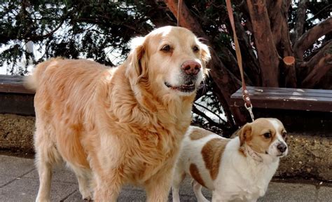 Food Stamps for Pet Owners