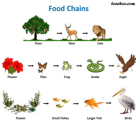 A diagram showing a basic food web