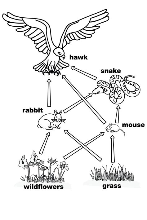 A food web template designed for kids