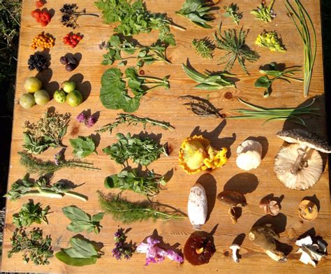 Foraging for wild edibles in the forest