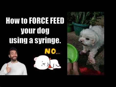 Force Feeding a Dog