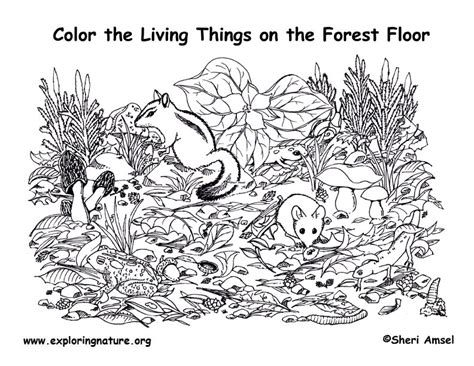 Forest floor coloring page with leaves and acorns