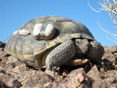 Fort Irwin Desert Tortoise