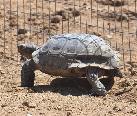 Fort Irwin Desert Wildlife