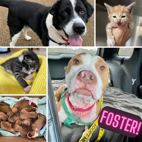 Fostering animals in need in Greensboro, NC