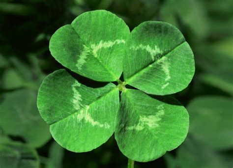 Four-leaf clover benefits