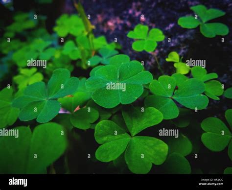 Four-Leaf Clover Closeup