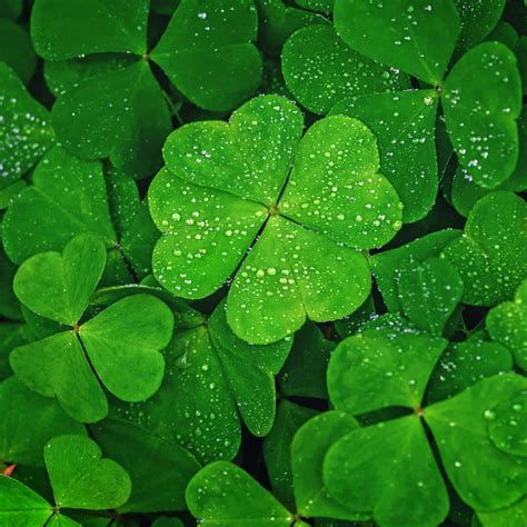 Four Leaf Clover Images