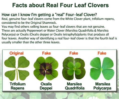 Four-Leaf Clover Meaning