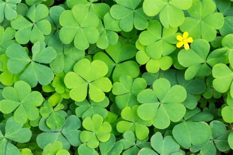 Four-leaf clover trivia printable