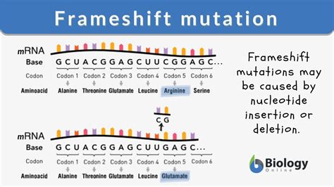 Frameshift Mutation