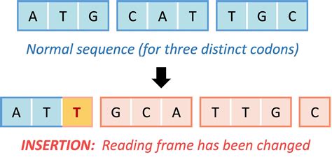 Frameshift Mutations