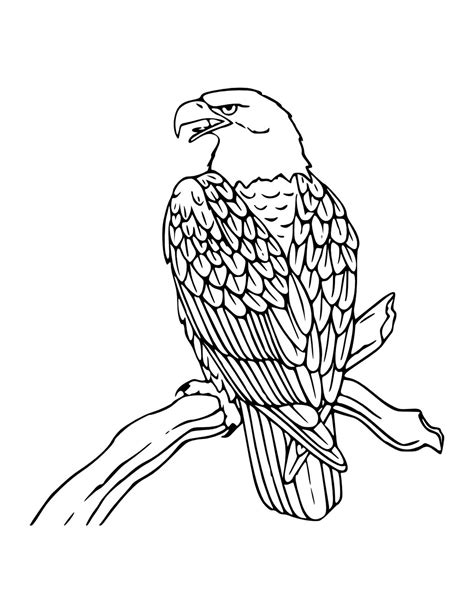 Free Eagle Coloring Pages