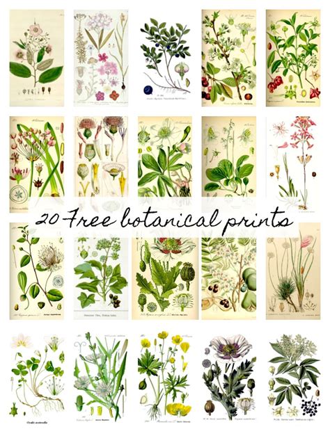 Vintage botanical print of a bouquet of flowers