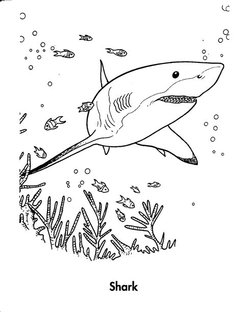 Free Shark Printable Coloring Pages