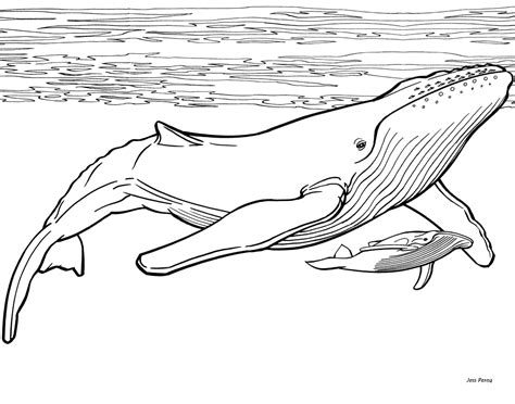 Free whale coloring pages