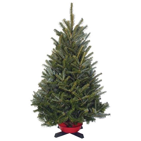 Fresh Cut Wholesale Christmas Trees For Resale