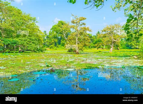 Freshwater swampland ecosystems image