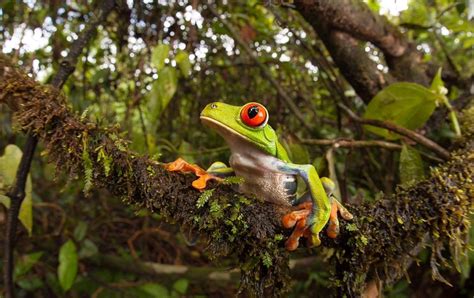 Frog habitat