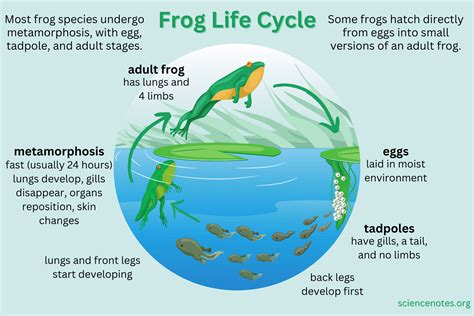 Frog life cycle printable