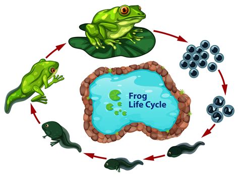 Frog life cycle