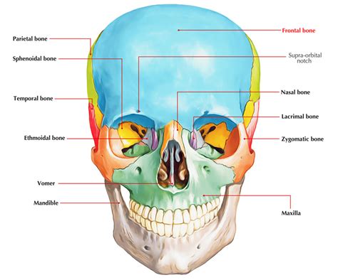 Frontal Bone Structure