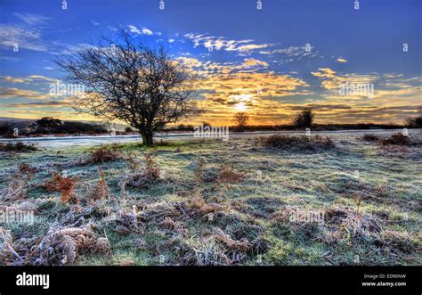 Frosty Morning Image 2