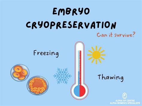 Description of Frozen Embryo Thawing Process