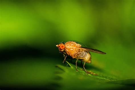 Fruit fly brain