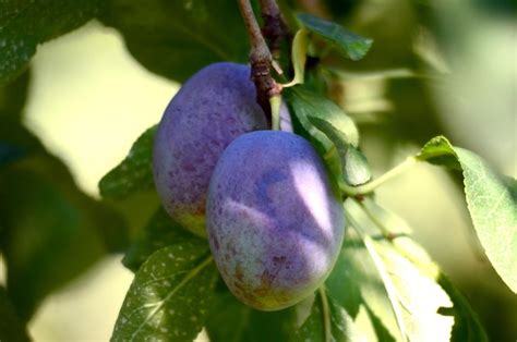 Image of fruits