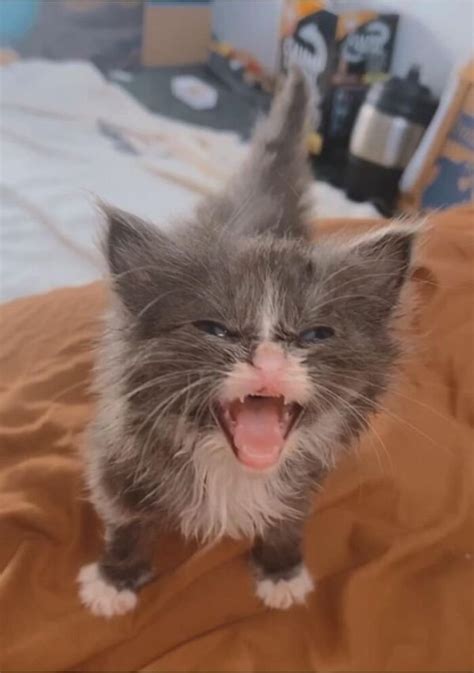 Frustrated Screaming Cat Meme