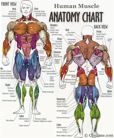 Full Body Muscle Diagram