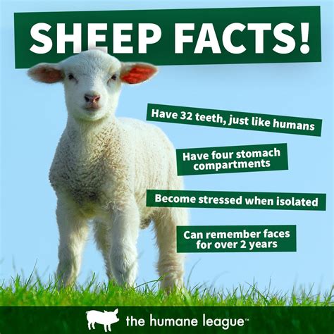 Fun sheep facts for kids